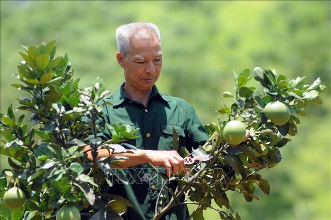 Cựu chiến binh Đinh Văn Ửng chăm sóc cây bưởi tại gia đình. Ảnh: Quang Quyết-TTXVN
