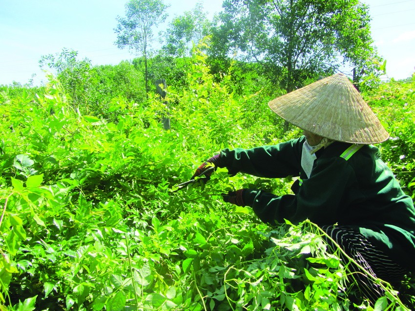 Chè dây Ra Zéh đang dần trở thành một trong những loại cây xóa đói, giảm nghèo của đồng bào Cơ-tu ở Đông Giang. Ảnh: Duy Trường - DTMN