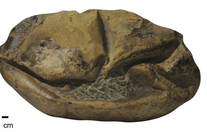 Một mặt của hóa thạch của quả trứng khổng lồ. Nguồn: news.utexas.edu