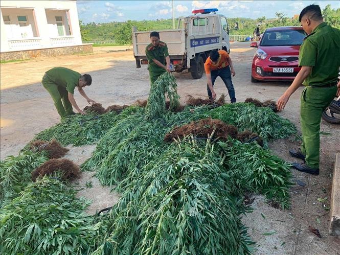 Cơ quan công an phát hiện, xử lý vụ trồng 539 cây cần sa tại Đắk Lắk. Ảnh: TTXVN phát