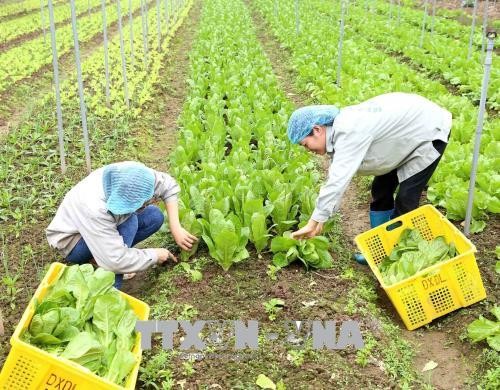 Thu hoạch sản phẩm rau ăn lá tại Cơ sở sản xuất rau an toàn Thanh Hà ở thôn Bằng Sở, xã Ninh Sở, huyện Thường Tín, Hà Nội, chuyên sản xuất các loại rau ăn lá theo quy trình sản xuất nông nghiệp hữu cơ. Ảnh: Vũ Sinh-TTXVN