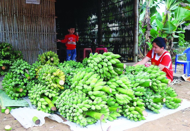 Với giá bán bình quân từ 4.000 - 9.000 đồng/kg, chuối giúp nhiều hộ đồng bào dân tộc có thu nhập hàng trăm triệu đồng/năm. Ảnh: Vũ Quang Đán - DTMN