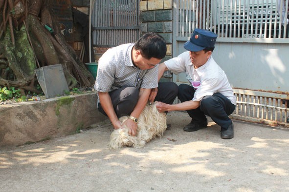 Cán bộ Trạm Chăn nuôi và Thú y TP. Buôn Ma Thuột tiêm vắc xin phòng dại cho chó tại địa bàn dân cư. Nguồn: baodaklak.vn