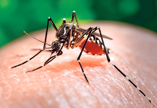 Chikungunya là bệnh do virus được lây truyền sang người qua trung gian là muỗi Aedes. Nguồn: baolongan.vn