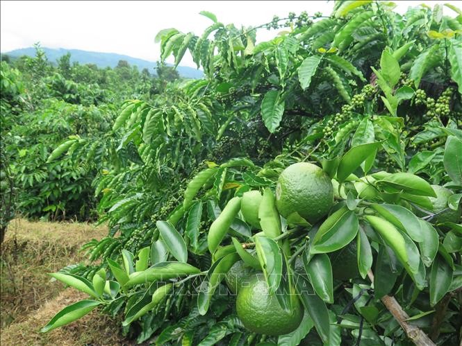 Mô hình trồng xen canh cây ăn quả (cam) trong vườn cà phê của người dân xã Ngọc Wang, huyện Đăk Hà, tỉnh Kon Tum. Ảnh: Dư Toán – TTXVN