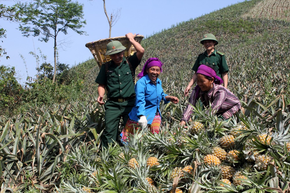 Bộ đội biên phòng Lào Cai giúp dân Bản Lầu , huyện Mường Khương trồng dứa thu nhập cao ổn định dần thoát nghèo Ảnh: Lục Thu - TTXVN