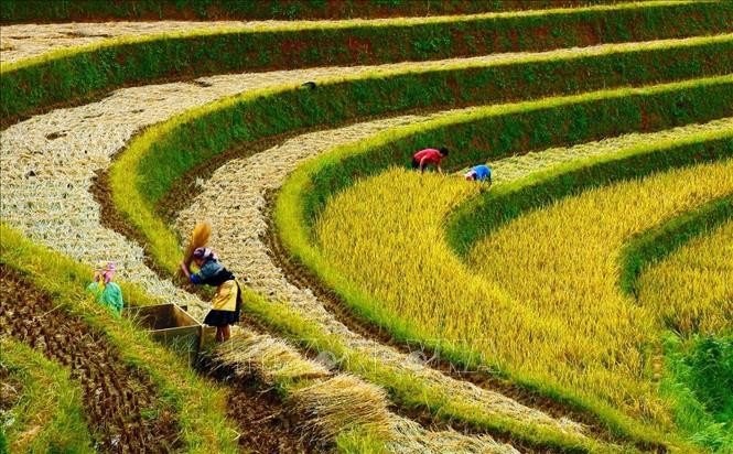 Người dân gặt lúa tại đồi Mâm Xôi, xã La Pán Tẩn, Mù Cang Chải. Ảnh: Lâm Khánh – TTXVN