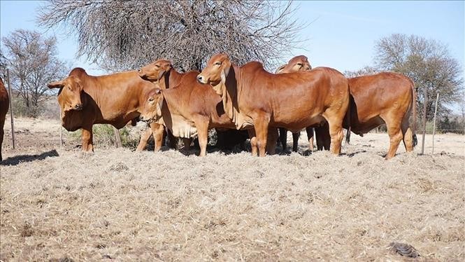 Phát hiện cấu trúc gene giúp gia súc chống chọi với khí hậu khắc nghiệt tại châu Phi