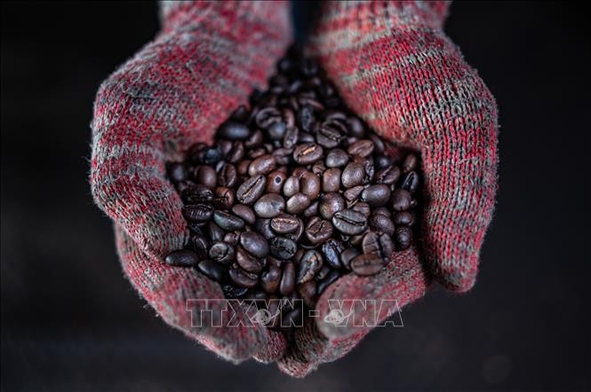 Hạt cà phê được chế biến tại xưởng Antong ở Taiping, Malaysia, ngày 28/9/2020. Ảnh: AFP/ TTXVN