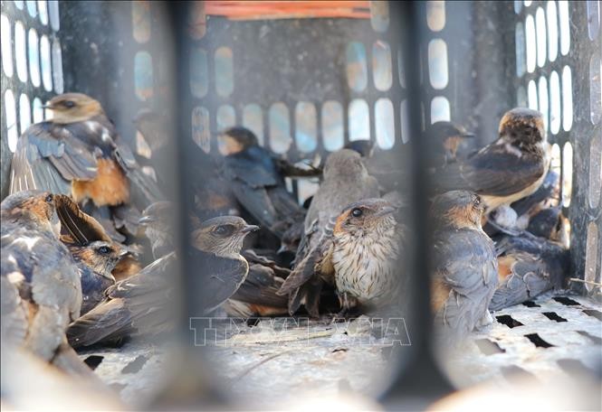 Hàng chục cá thể chim én bị dính bẫy được các thợ đánh bẫy nhốt trong lồng. Ảnh: Xuân Tiến – TTXVN