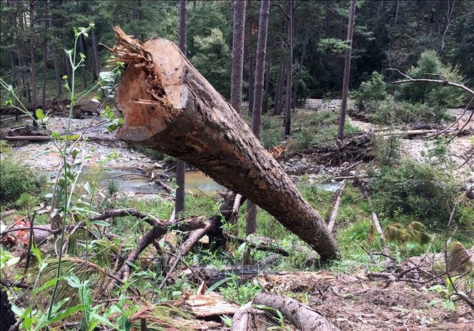 Tại hiện trường ước tính 100 cây thông cổ thụ đã bị đốn hạ, nằm ngổn ngang. Ảnh Đặng Tuấn – TTXVN