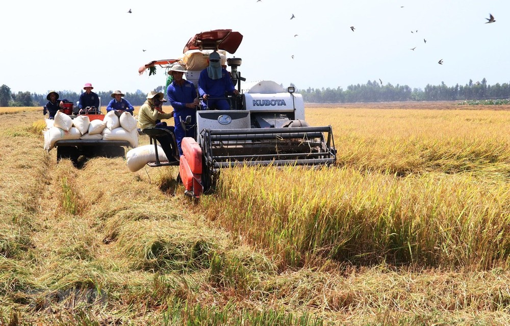 Đồng Tháp đưa máy gặt đập liên hợp vào thu hoạch lúa. Ảnh: Nguyễn Văn Trí - TTXVN