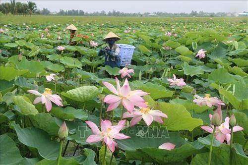 Thu hoạch sen lấy gương trồng mùa lũ ở xã Tân Mỹ, huyện Thanh Bình. Ảnh: Nguyễn Văn Trí - TTXVN