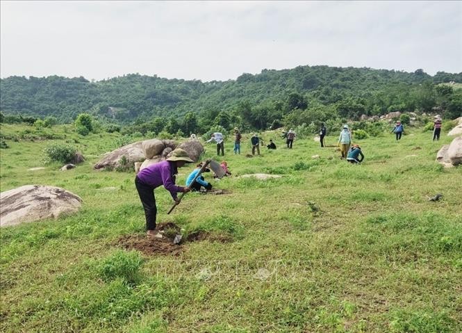 Người dân tham gia trồng rừng tại tiểu khu 186, xã Phước Hữu (huyện Ninh Phước, Ninh Thuận). Ảnh: Nguyễn Thành – TTXVN