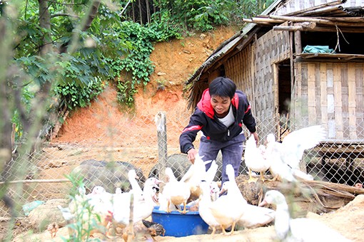 Mô hình khởi nghiệp gia trại kết hợp giữa chăn nuôi và trồng rừng của chàng trai Cơ tu Arất Bay ở thị trấn Prao, huyện Đông Giang cho thu nhập hơn 100 triệu đồng/năm. Ảnh: Khánh Nguyên