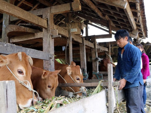 Đàn gia súc của anh Hùng Văn Sinh, thôn Mã Hồng, xã Thanh Vân (Quản Bạ) luôn được giữ ấm và ăn no trong những ngày Đông. Nguồn: baohagiang.vn