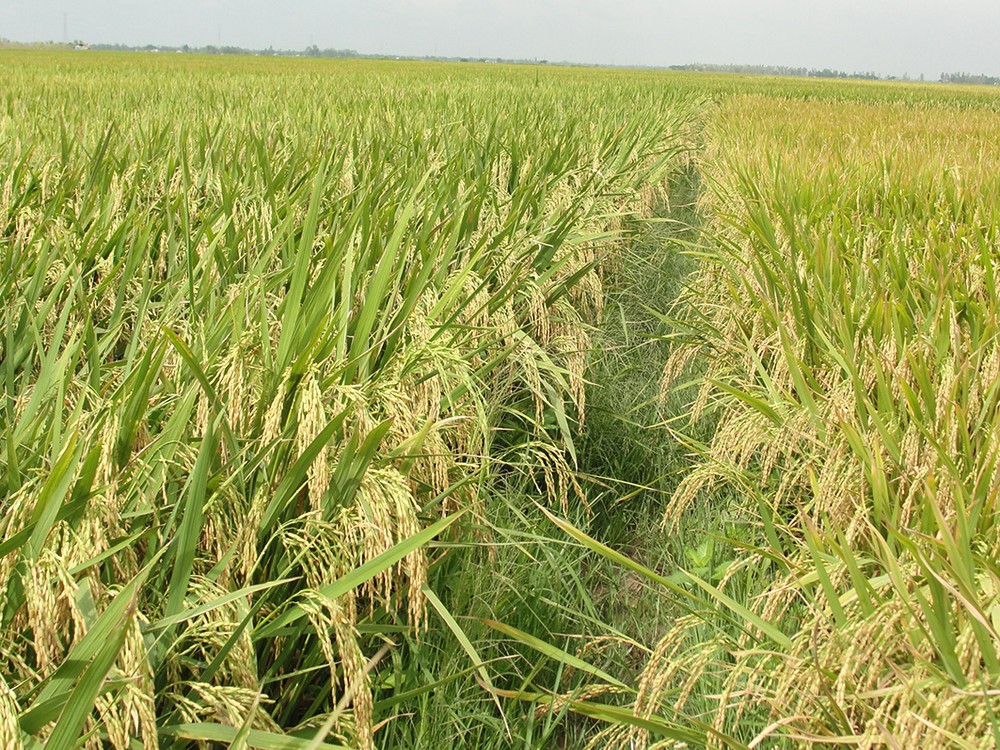 ST 25 được công nhận là gạo ngon nhất thế giới có ý nghĩa rất lớn với công tác lai tạo giống, mở ra cơ hội cho ngành lúa gạo của Việt Nam. Ảnh: Trung Hiếu