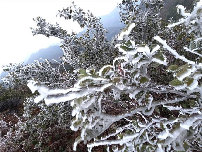 Băng tuyết phủ trắng cây cối trên nhiều ngọn núi cao của xã Xín Cái, huyện Mèo Vạc (Hà Giang). Ảnh: Minh Tâm - TTXVN