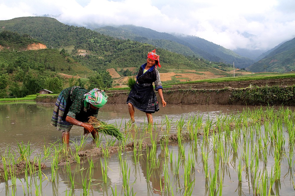 Huyện Trạm Tấu (Yên Bái) chủ trương mở rộng diện tích gieo trồng lúa từ 1 vụ lên 2 vụ. Ảnh: Sùng A Hồng