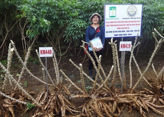 Tiến sỹ Nguyễn Thị Trúc Mai trong một lần đi kiểm tra khu vực trồng giống sắn KM419 và KM440 tại xã Đức Bình Đông, huyện Sông Hinh. Ảnh: TTXVN phát