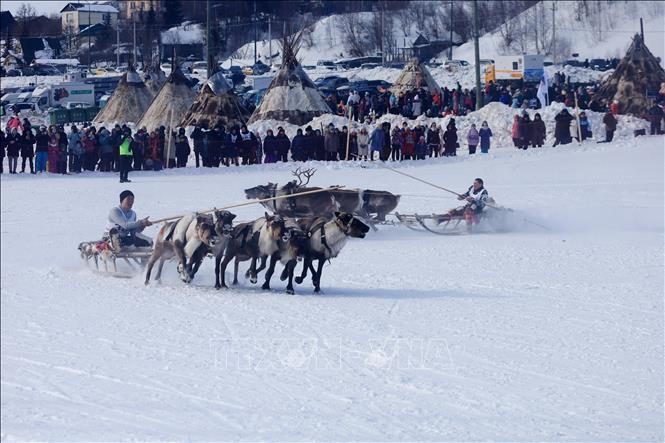 Các vận động viên tranh tài tại cuộc đua hươu kéo xe trượt tuyết được tổ chức trong khuôn khổ ngày hội của người chăn hươu phương Bắc. Ảnh: Trần Hiếu - PV TTXVN tại Nga