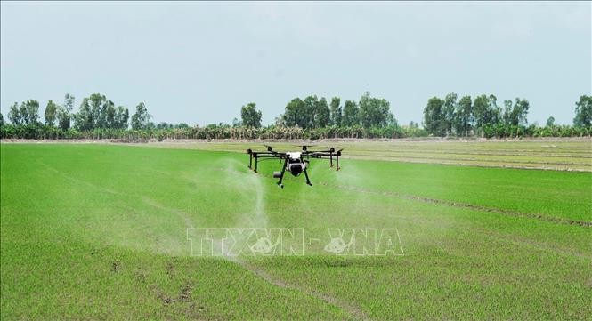 Sử dụng máy bay không người lái phun thuốc bảo vệ thực vật tại cánh đồng lúa xã An Nhứt (huyện Long Điền), giúp rút ngắn thời gian và giảm 30% lượng thuốc so với phun thông thường. Ảnh: Hoàng Nhị - TTXVN