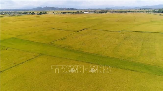 Lúa chín vàng trên cánh đồng Buôn Chóah, huyện Krông Nô, vùng trọng điểm sản xuất lương thực của tỉnh Đắk Nông. Ảnh: Ngọc Minh – TTXVN