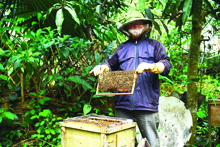 Nuôi ong lấy mật giờ trở thành nghề đem lại hiệu quả kinh tế cao cho hộ gia đình ông Nguyễn Minh Phán ở xóm Sòng, xã Độc Lập, thành phố Hòa Bình. Ảnh: Diễm Quỳnh