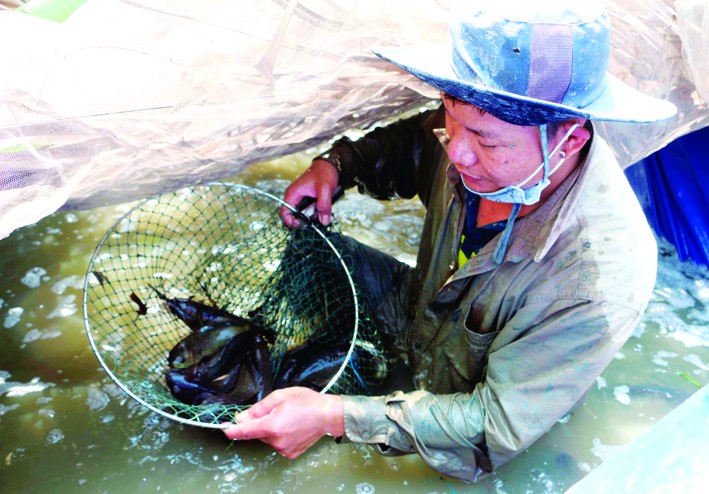 Thả nuôi cá rô đem lại thu nhập cao cho bà con nông dân ở ấp Bình Thành, xã Bình Thành, huyện Thoại Sơn (An Giang). Ảnh: Công Mạo