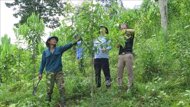 Cán bộ Ban Quản lý rừng phòng hộ huyện Than Uyên kiểm tra mức độ sinh trưởng của cây quế tại bản Chít, xã Pha Mu. Ảnh: Đinh Thùy-TTXVN
