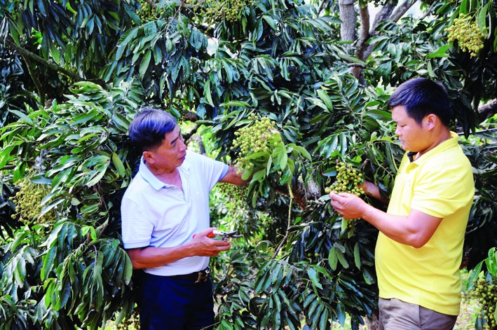 Ông Lê Danh Phúc (bên trái), Phó Giám đốc Hợp tác xã dịch vụ nông nghiệp Bảo Minh hướng dẫn xã viên cắt tỉa nhãn để nhãn đạt năng suất, chất lượng tốt nhất. Ảnh: Quang Quyết