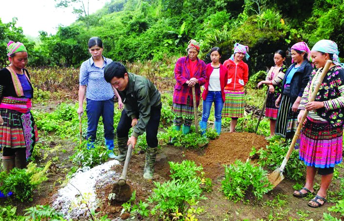 Với lợi thế về khí hậu, thổ nhưỡng, huyện Sìn Hồ (Lai Châu) tập trung hướng dẫn đồng bào dân tộc phát triển trồng cây đương quy. Ảnh: Quý Trung