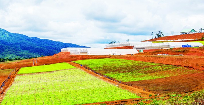 Khu sản xuất VinEco Kon Tum - Măng Đen theo hướng nông nghiệp hữu cơ của Tập đoàn Vingroup - Công ty cổ phần VinEco Kon Tum đầu tư tại xã Măng Cành. Ảnh: Văn Phương