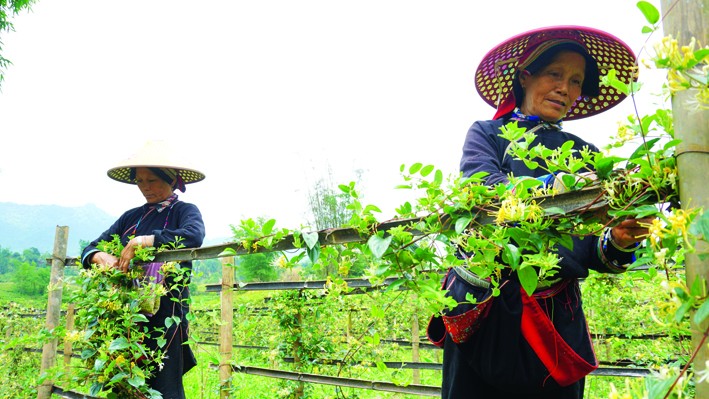 Những năm vừa qua, huyện Quản Bạ (Hà Giang) đã nỗ lực lưu giữ, phát triển nhiều loại cây thuốc, gắn với phát triển kinh tế. Ảnh: Hải Quỳnh