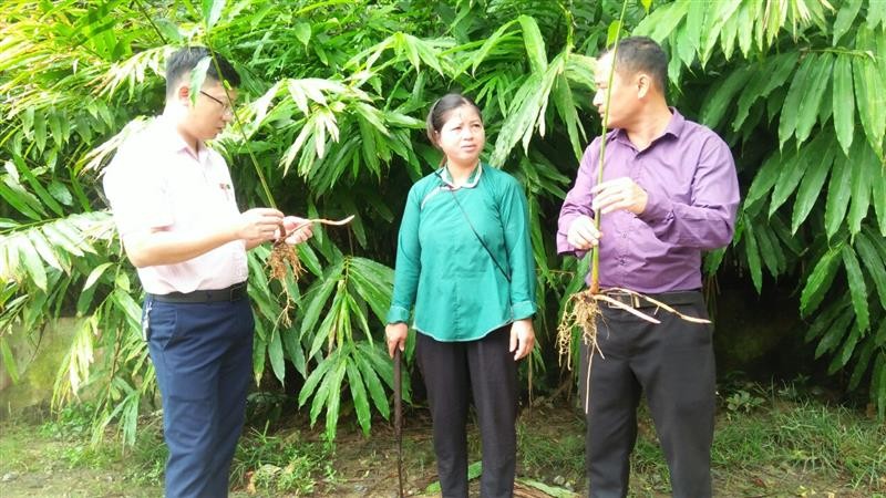 Chị Lan chuyển đổi 3ha diện tích canh tác kém hiệu quả sang trồng sa nhân. Nguồn: muongkhuong.laocai.gov.vn