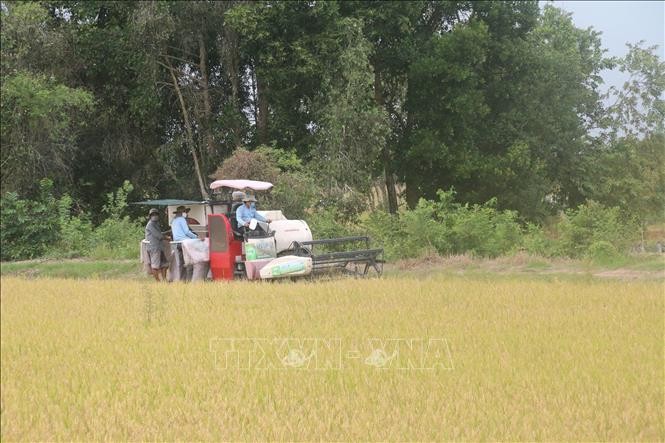 Thu hoạch lúa Hè Thu ở xã Hậu Mỹ Trinh, huyện Cái Bè. Ảnh: Minh Trí - TTXVN