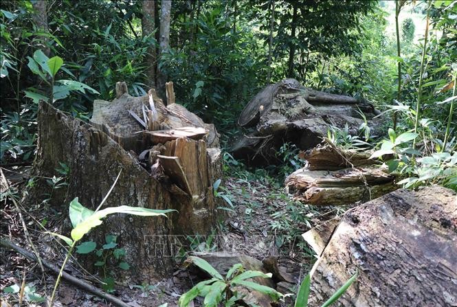 Hiện trường một vụ khai thác rừng trái phép trong rừng già trên địa bàn xã Nà Nhạn (thành phố Điện Biên Phủ). Ảnh: Xuân Tiến – TTXVN