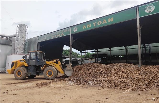 Công ty Cổ phần xuất, nhập khẩu nông sản Vina (huyện Sa Thầy, tỉnh Kon Tum) được Vietcombank Kon Tum giảm 3%/năm lãi suất tiền vay, giúp đơn vị ổn định sản xuất. Ảnh: Dư Toán – TTXVN.