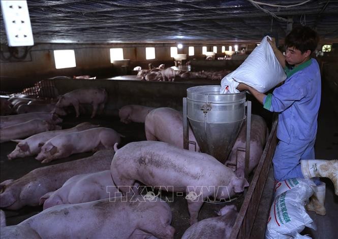 Công ty TNHH thực phẩm sạch Ogranic Green (Thường Tín, Hà Nội) liên kết với trang trại chăn nuôi Xuân Thủy ở xã Hồng Quang, huyện Ứng Hòa để đảm bảo ổn định nguồn cung thực phẩm an toàn cho thị trường. 