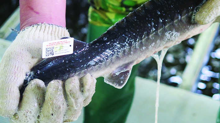Trại cá hồi Thức Mai ở xã Ngũ Chỉ Sơn, thị xã Sa Pa là cơ sở đầu tiên của tỉnh Lào Cai tiến hành gắn tem truy xuất nguồn gốc cho trên 5.000 con cá tầm. Ảnh: Hương Thu
