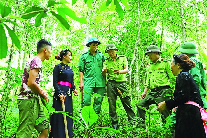 Cán bộ kiểm lâm huyện Lâm Bình cùng đồng bào dân tộc kiểm tra các loại cây thảo dược được trồng dưới tán rừng. Ảnh: An Thành Đạt