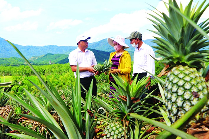 Huyện Nam Đông (Thừa Thiên - Huế) xác định dứa là cây trồng chủ lực để phát triển kinh tế vườn đồi. Ảnh: Tường Vy