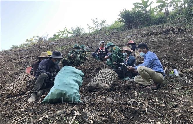 Bộ đội Biên phòng Lai Châu giúp dân thu hoạch nghệ đen. Ảnh: Nguyễn Oanh – TTXVN