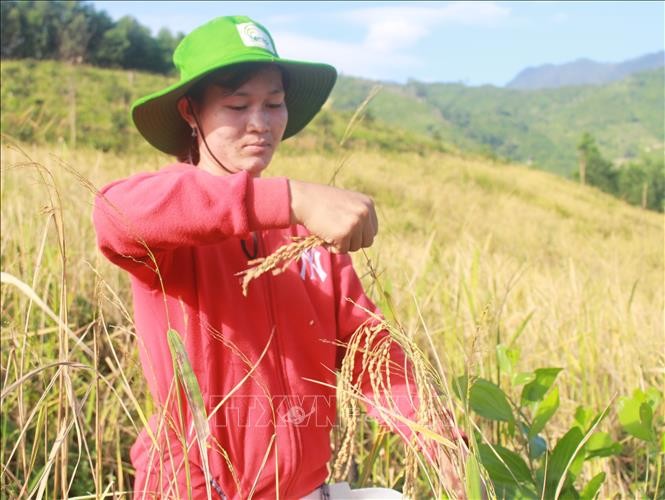 Mùa lúa rẫy của đồng bào T’rin ở Khánh Hòa | Báo ảnh Dân tộc và Miền núi