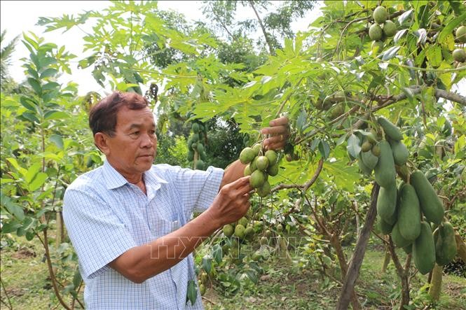 Ngân hàng Chính sách xã hội đầu tư vốn giúp nông dân cải tạo vườn tạp, trồng cây ăn quả. Ảnh: Tuấn Kiệt – TTXVN.
