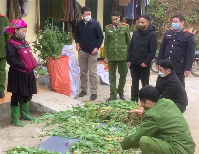 Lực lượng chức năng huyện Yên Minh kiểm đếm số cây thuốc phiên của gia đình bà Vầy Thị Chổm (người đội khăn) trồng trái phép. Ảnh: TTXVN phát