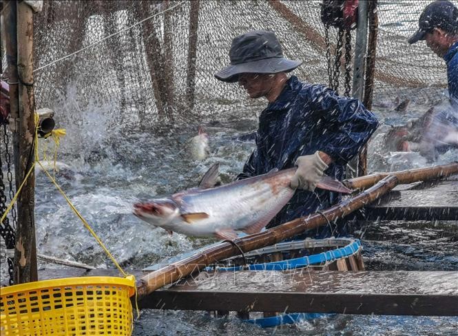 Thu hoạch cá tra tại thành phố Cần Thơ. Ảnh: Thanh Liêm – TTXVN