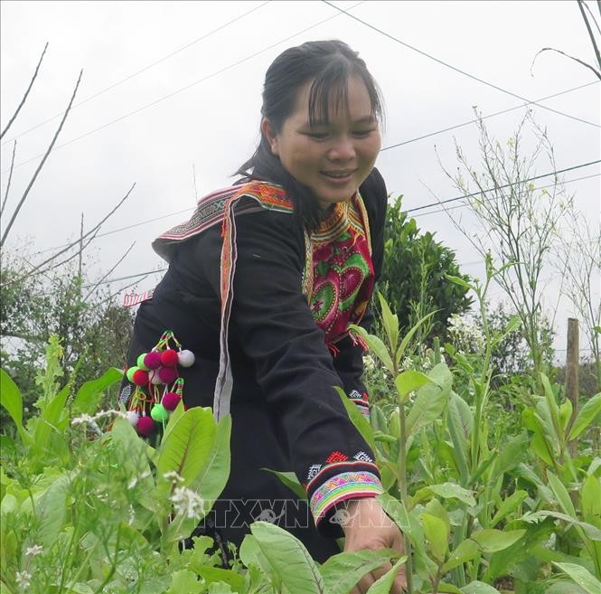 Nhiều mô hình, cách làm hay của phụ nữ dân tộc thiểu số Phú Yên giúp nhau phát triển kinh tế