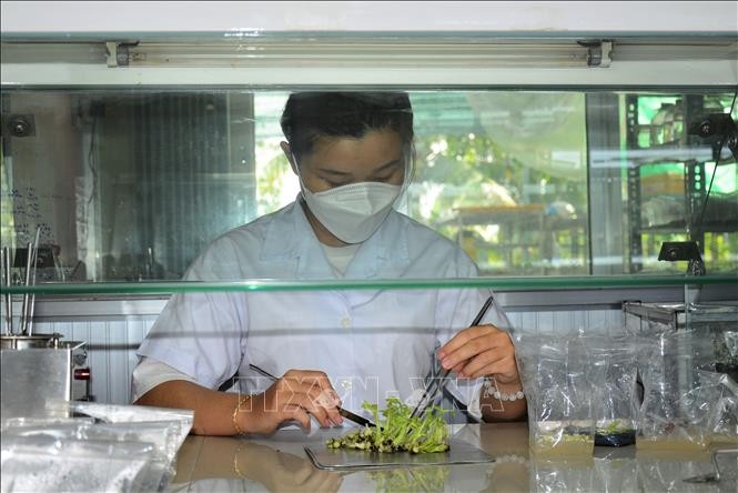 Kỹ sư Nguyễn Phượng Hằng thực hiện quy trình cấy mô tại phòng thí nghiệm. Ảnh: Nhựt An – TTXVN