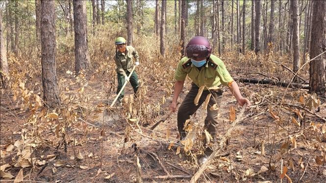 Lực lượng chức năng cùng nhóm hộ nhận khoán, bảo vệ rừng phòng hộ ở huyện Mang Yang, Gia Lai tổ chức phát, dọn thực bì. Ảnh: Hoài Nam – TTXVN